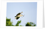 Black-crowned Night Heron by Anonymous