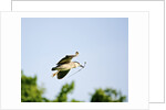 Black-crowned Night Heron by Anonymous