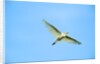 Cattle Egret by Anonymous