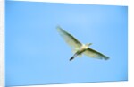 Cattle Egret by Anonymous