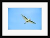 Cattle Egret by Anonymous