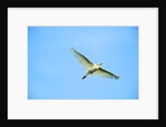 Cattle Egret by Anonymous