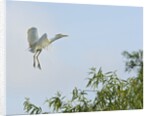 Cattle Egret by Anonymous