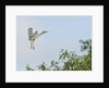 Cattle Egret by Anonymous