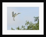 Cattle Egret by Anonymous