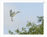 Cattle Egret by Anonymous