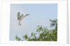 Cattle Egret by Anonymous