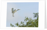 Cattle Egret by Anonymous