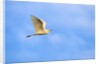 Cattle Egret by Anonymous