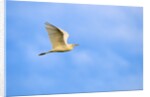 Cattle Egret by Anonymous