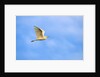 Cattle Egret by Anonymous