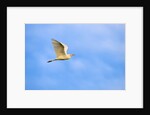 Cattle Egret by Anonymous