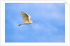 Cattle Egret by Anonymous