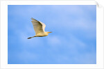 Cattle Egret by Anonymous