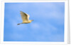 Cattle Egret by Anonymous
