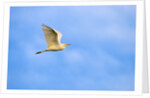 Cattle Egret by Anonymous