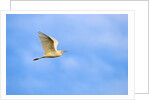 Cattle Egret by Anonymous