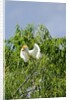 Cattle Egret by Anonymous