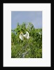 Cattle Egret by Anonymous