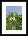 Cattle Egret by Anonymous