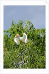 Cattle Egret by Anonymous