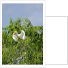 Cattle Egret by Anonymous
