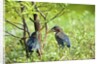 Green Heron by Anonymous
