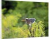 Green Heron by Anonymous