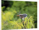 Green Heron by Anonymous
