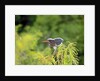 Green Heron by Anonymous