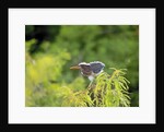 Green Heron by Anonymous