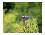 Green Heron by Anonymous