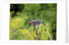 Green Heron by Anonymous
