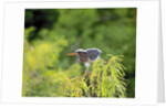 Green Heron by Anonymous