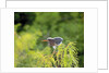 Green Heron by Anonymous