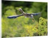 Green Heron by Anonymous