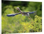 Green Heron by Anonymous