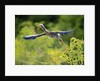 Green Heron by Anonymous