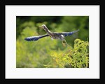 Green Heron by Anonymous