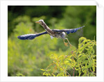 Green Heron by Anonymous