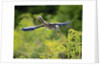 Green Heron by Anonymous