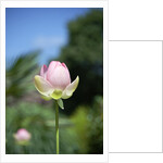 NC State Garden's Raleigh, NC by Anonymous