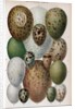 Scientific Illustration of Various Eggs #1 by Anonymous