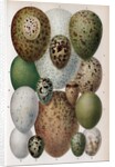 Scientific Illustration of Various Eggs #1 by Anonymous