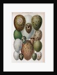 Scientific Illustration of Various Eggs #1 by Anonymous