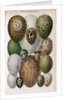 Scientific Illustration of Various Eggs #1 by Anonymous