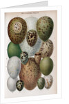 Scientific Illustration of Various Eggs #1 by Anonymous