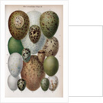 Scientific Illustration of Various Eggs #1 by Anonymous