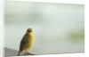 Kenya, Amboseli National Park, yellow canary or Weaver by Anonymous