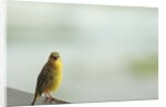 Kenya, Amboseli National Park, yellow canary or Weaver by Anonymous